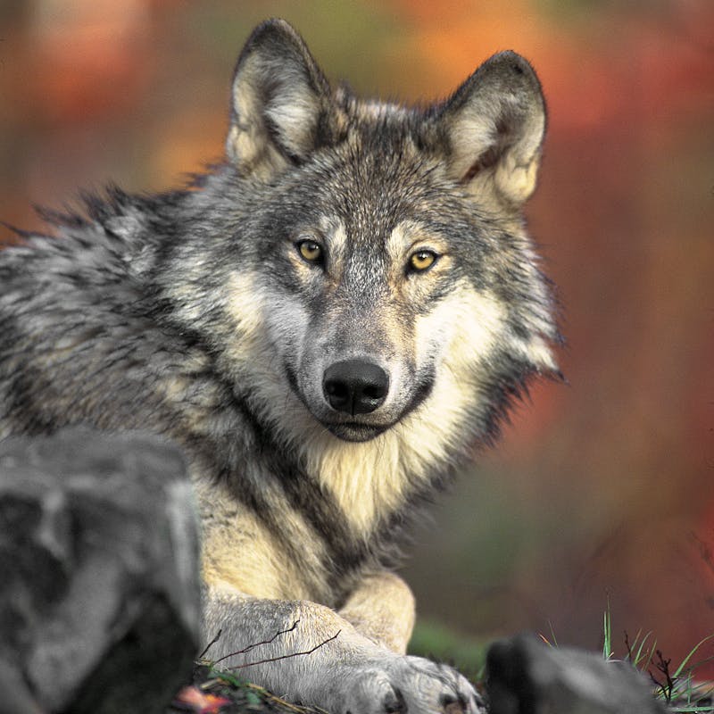 Gray Wolf Stare